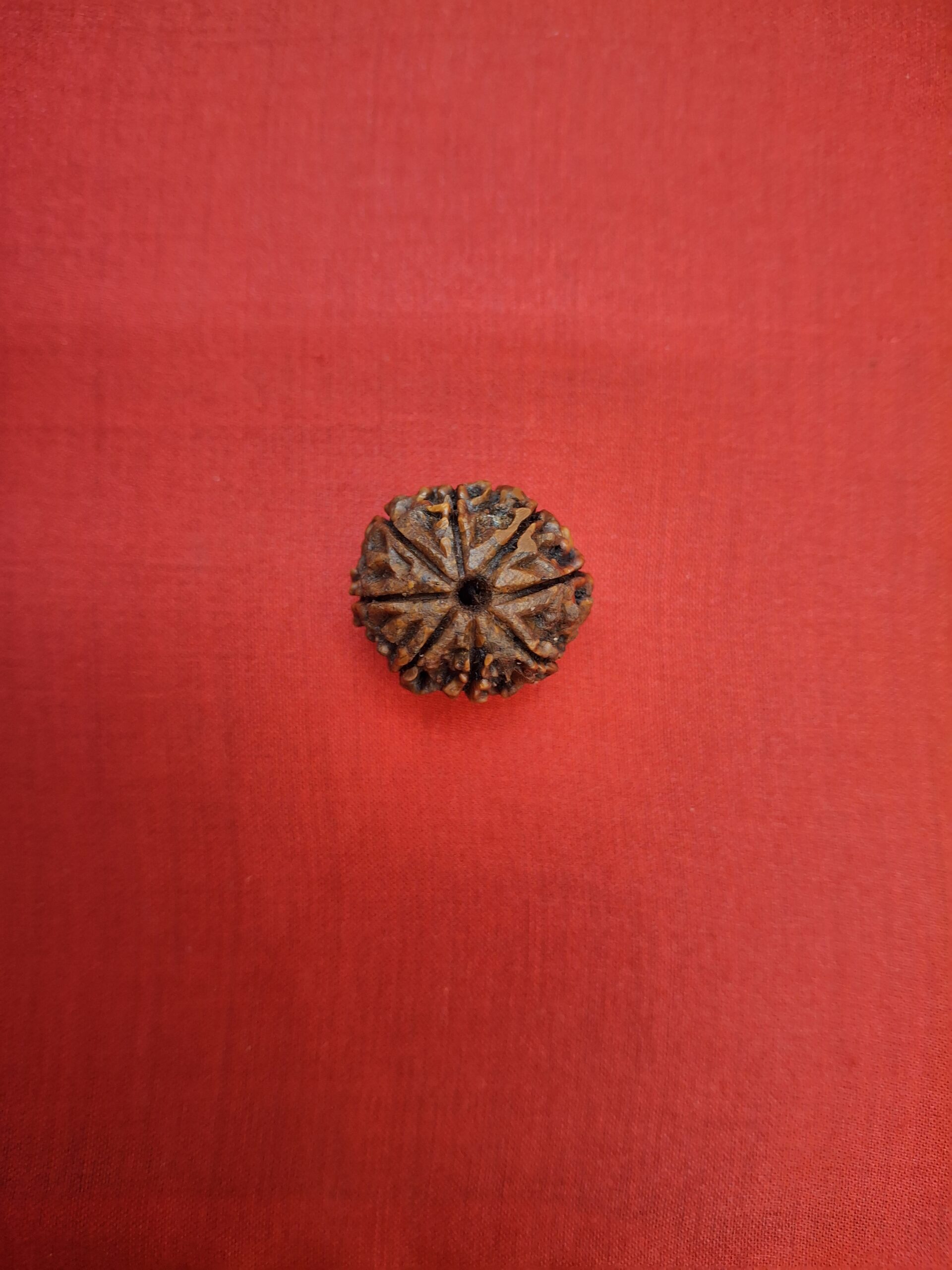1 Mukhi Rudraksha