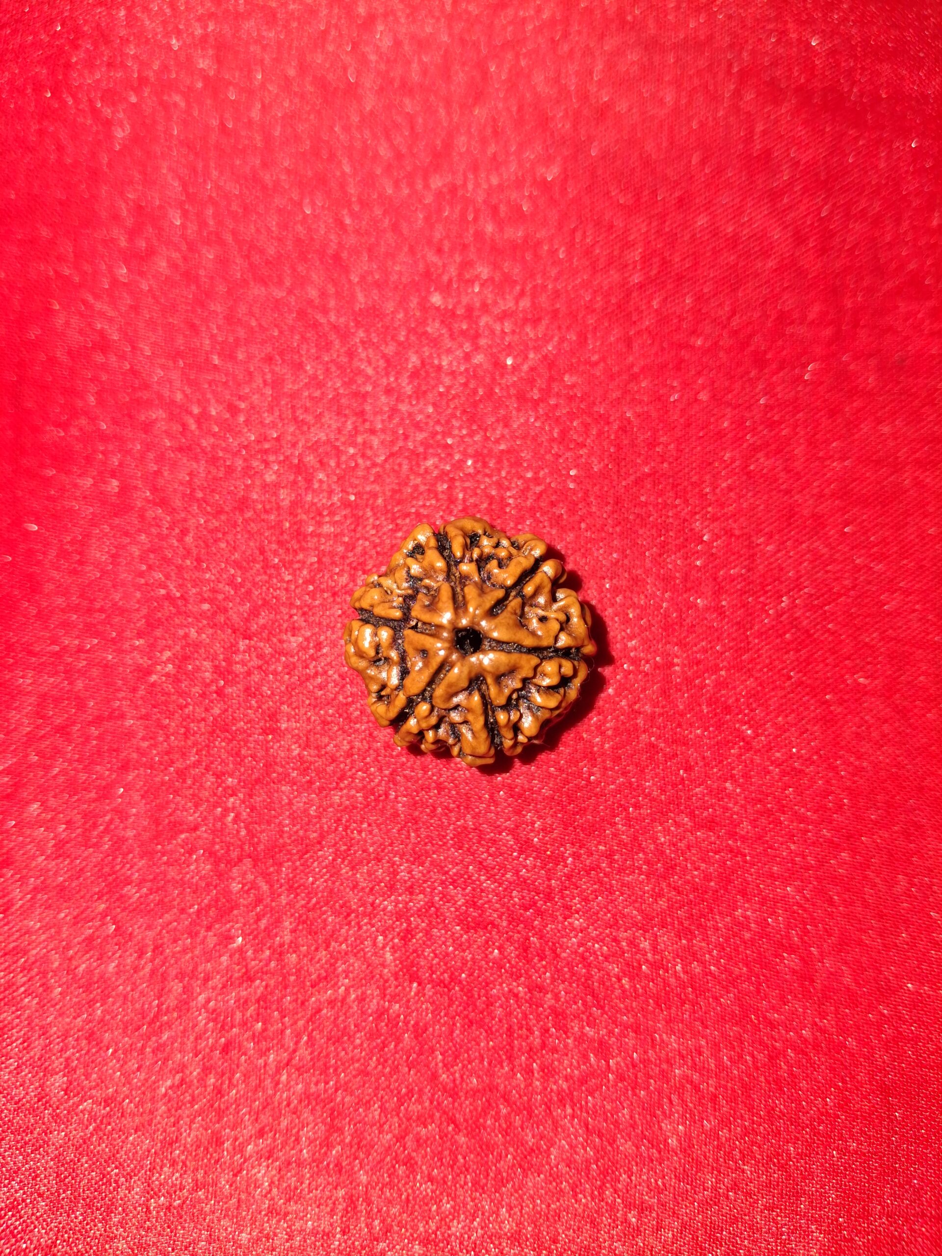 1 Mukhi Rudraksha