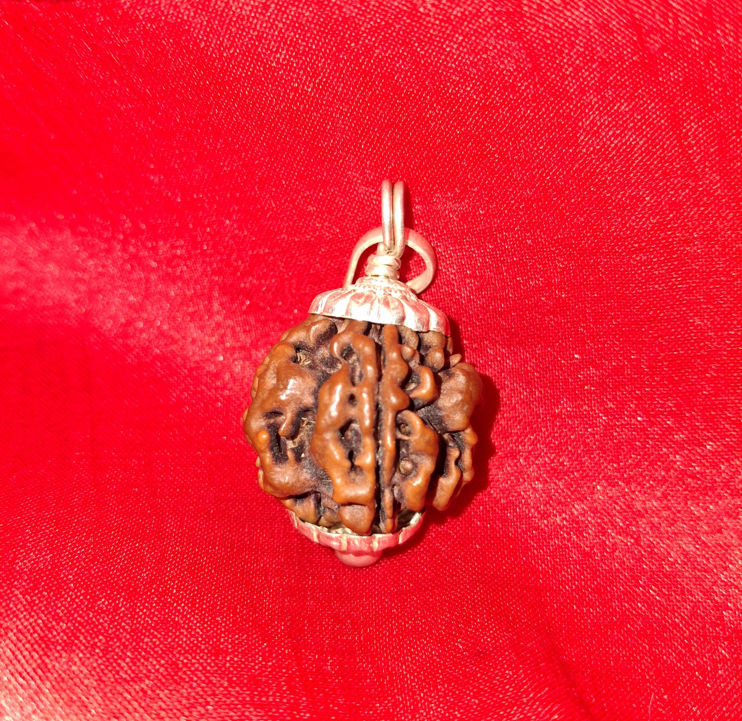 1 Mukhi Rudraksha