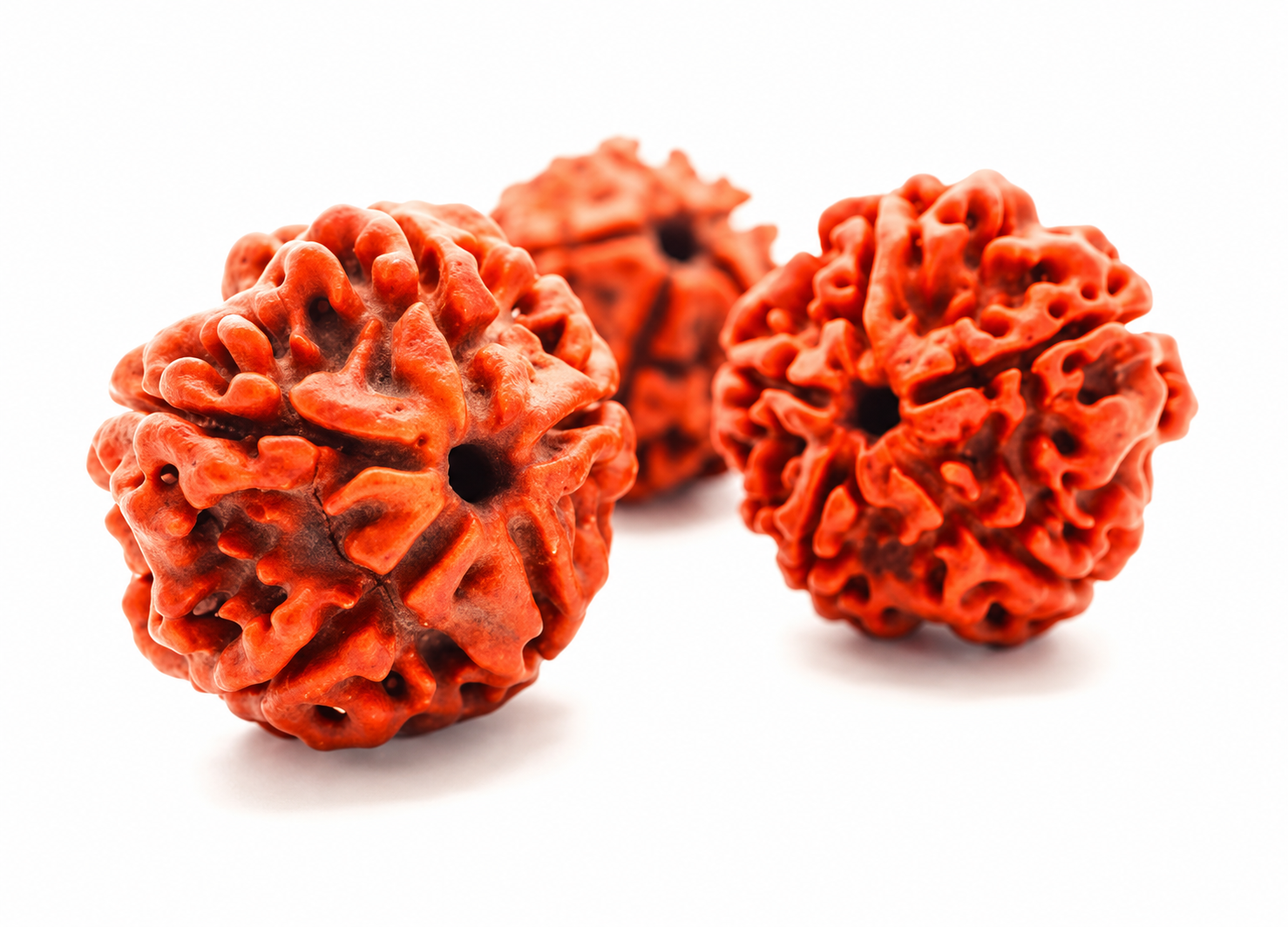 Rudraksha