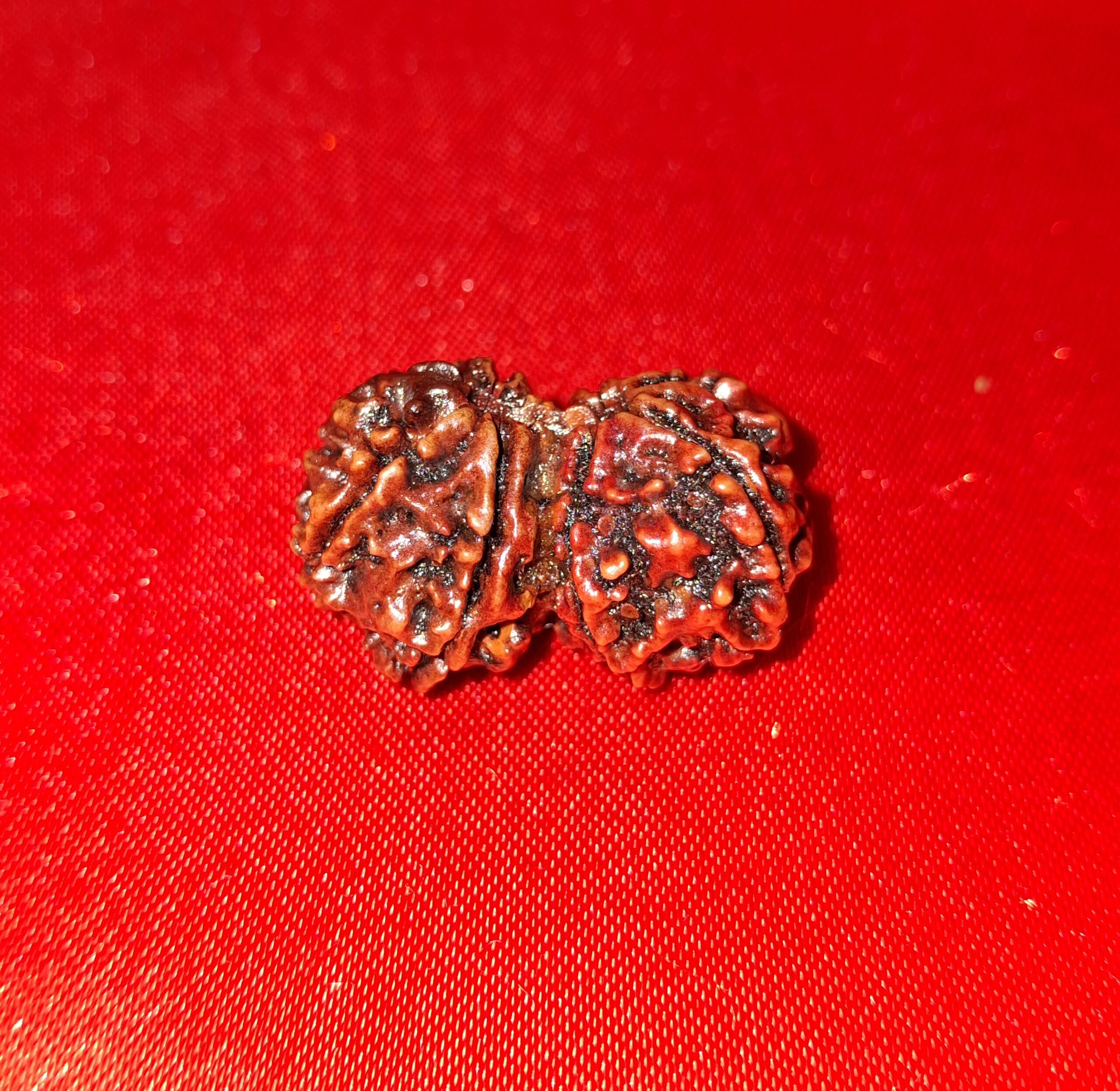 1 Mukhi Rudraksha