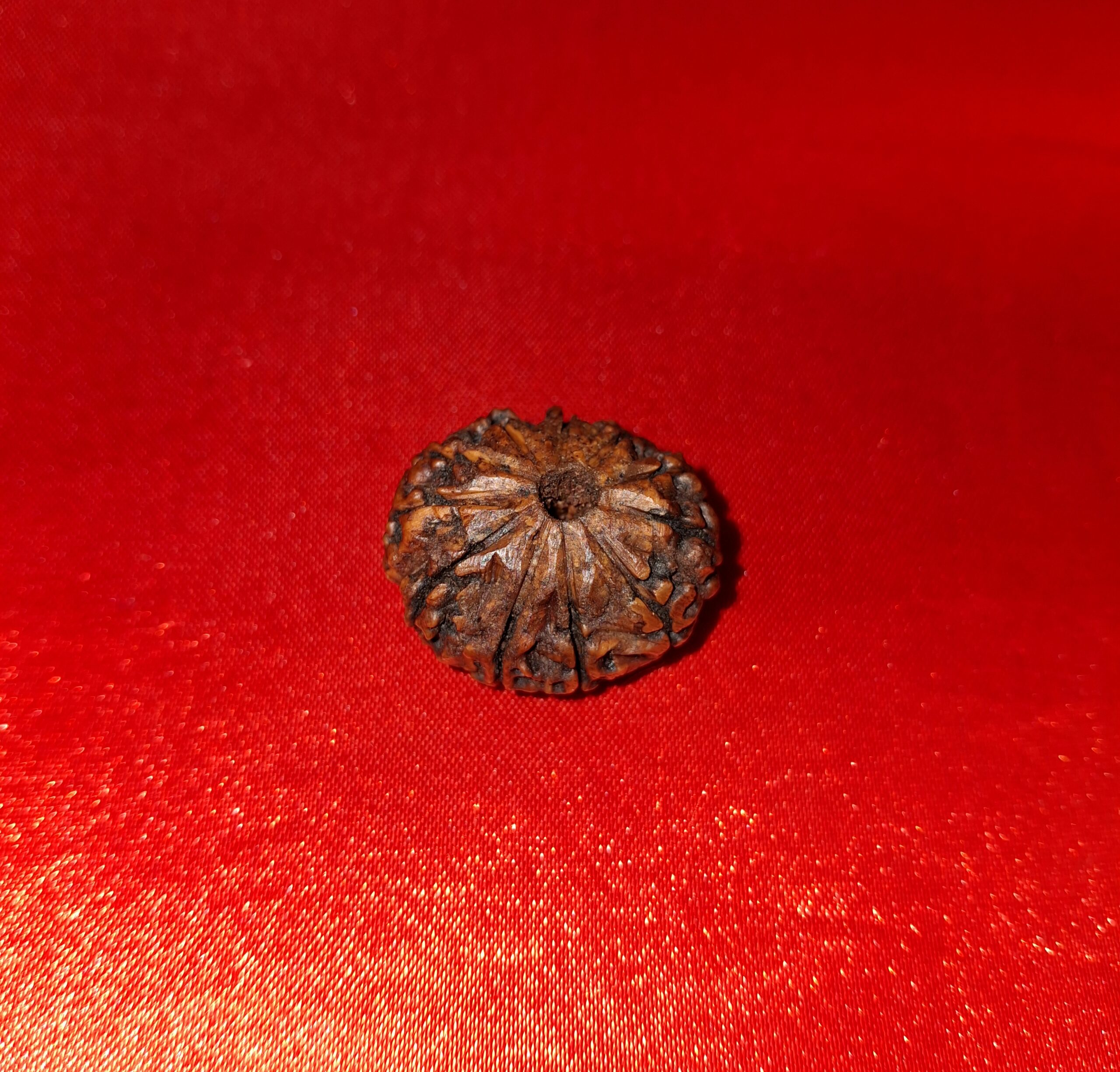 1 Mukhi Rudraksha