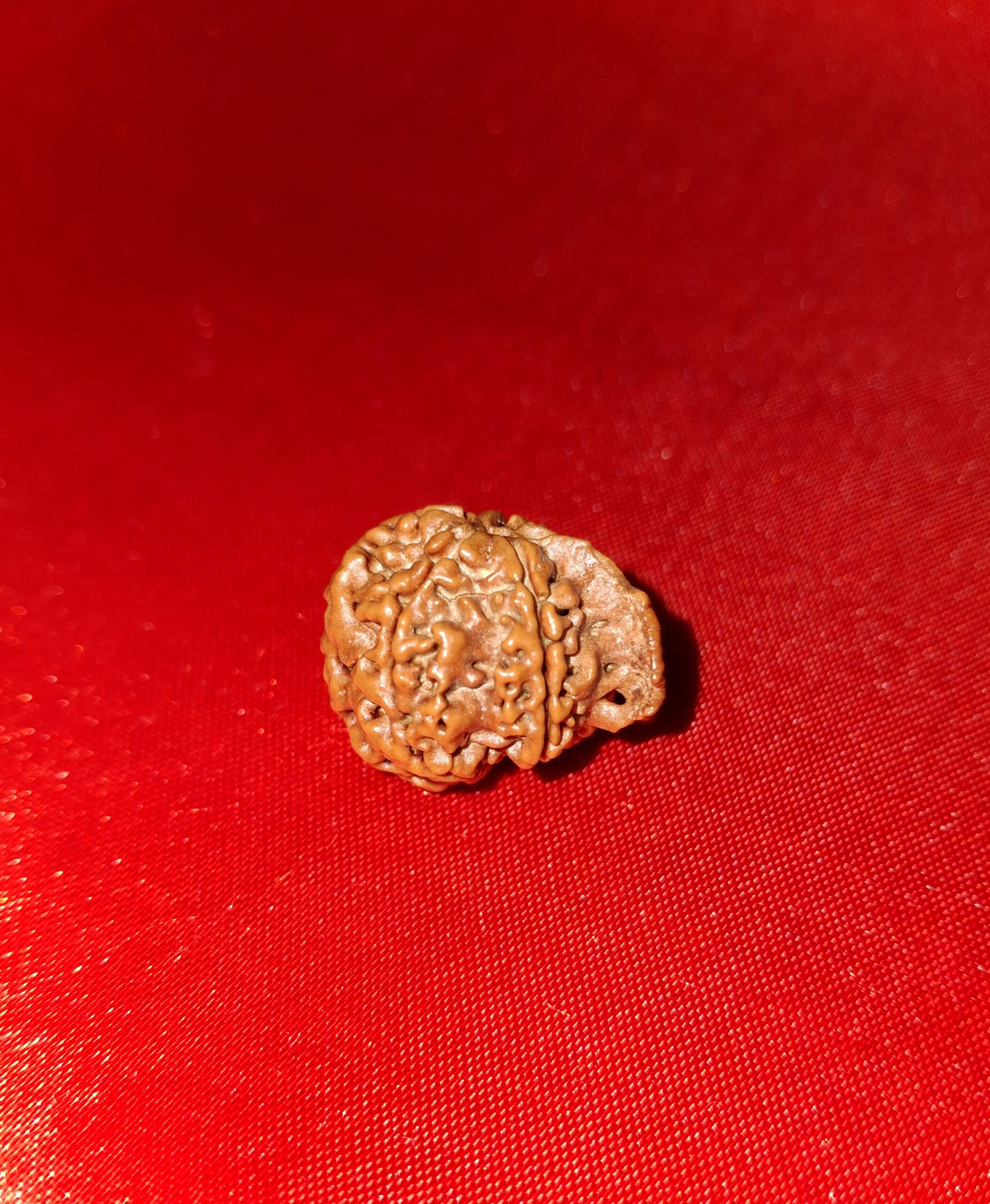  Mukhi Rudraksha