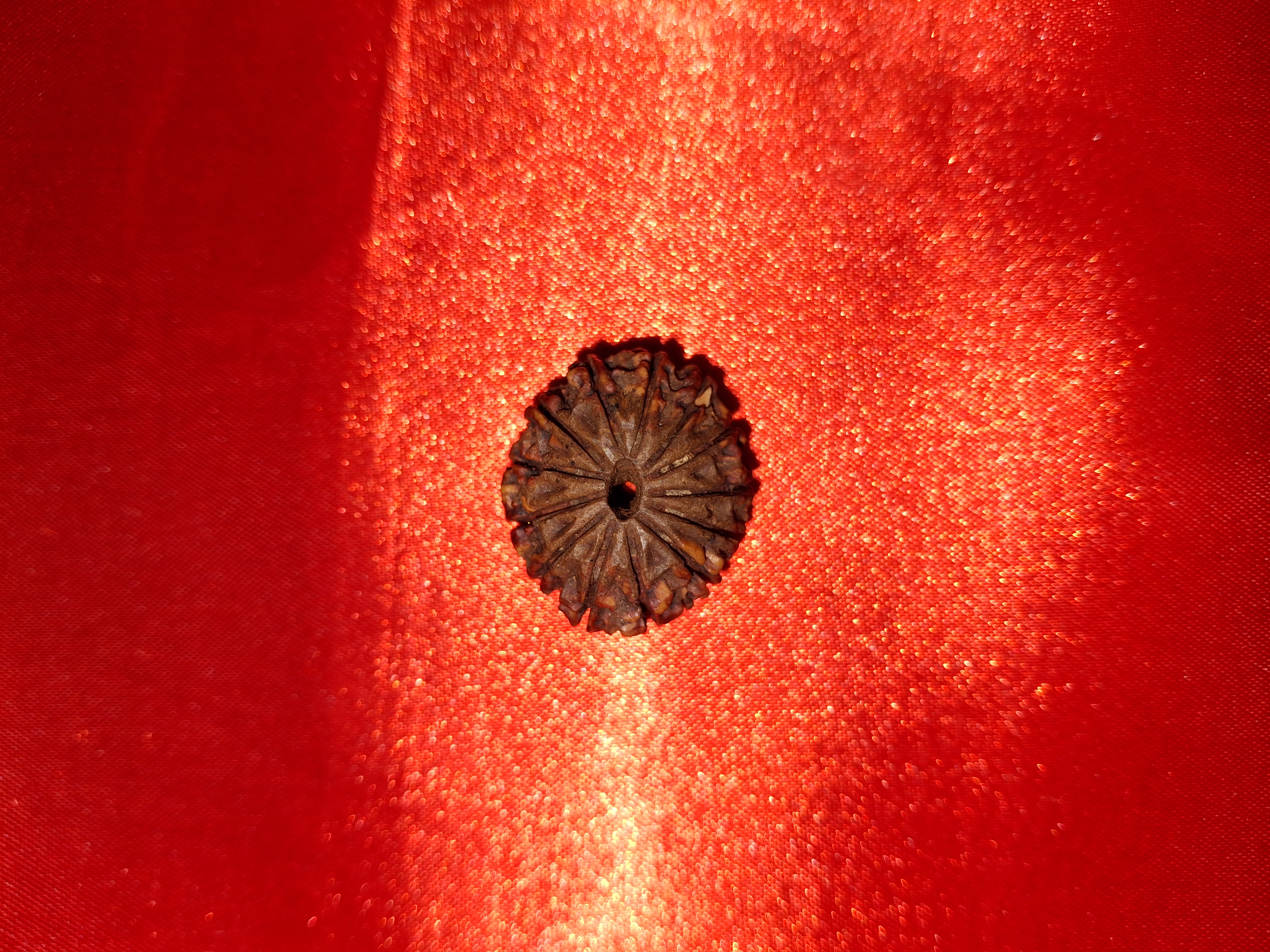 1 Mukhi Rudraksha