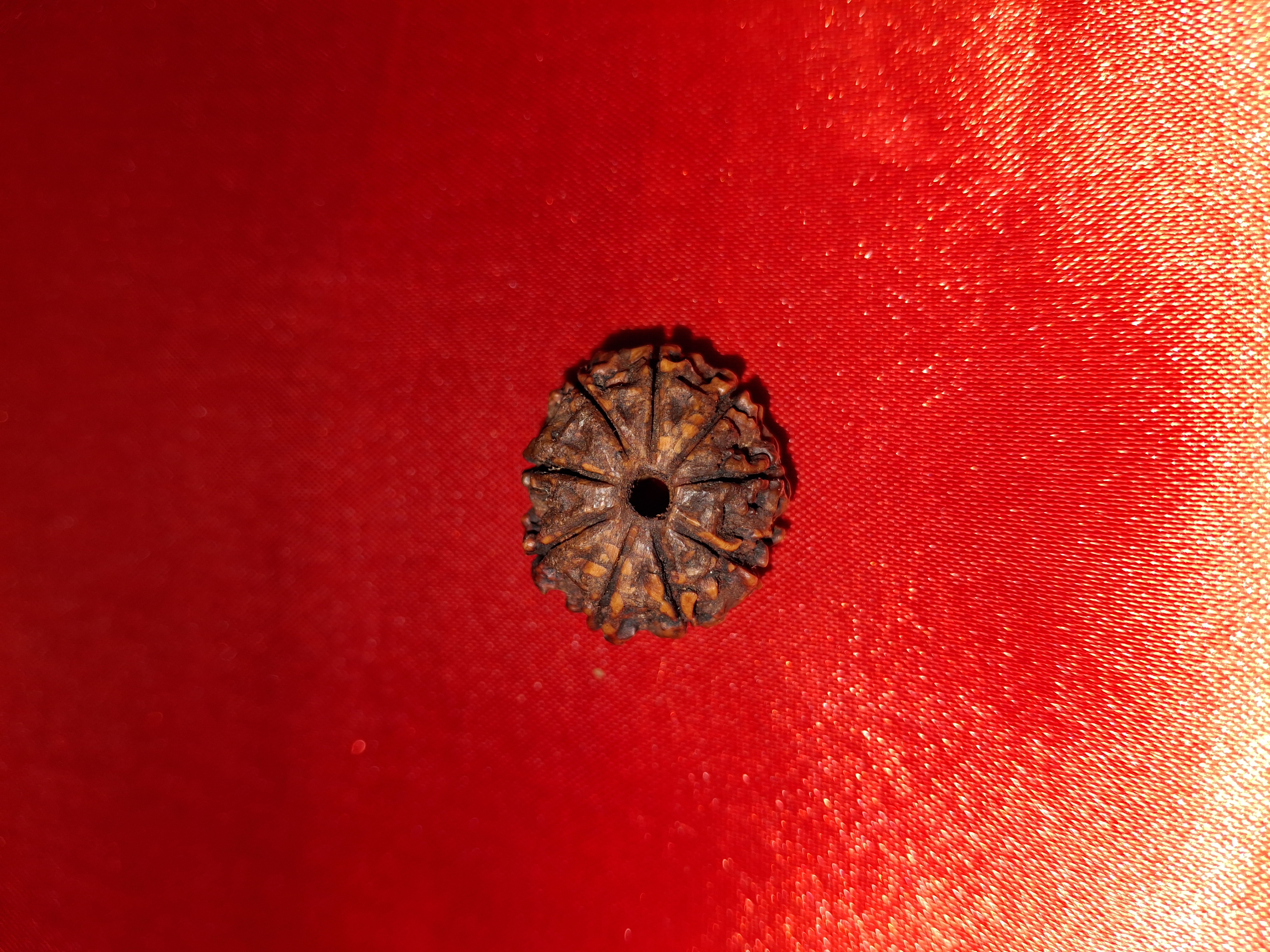1 Mukhi Rudraksha