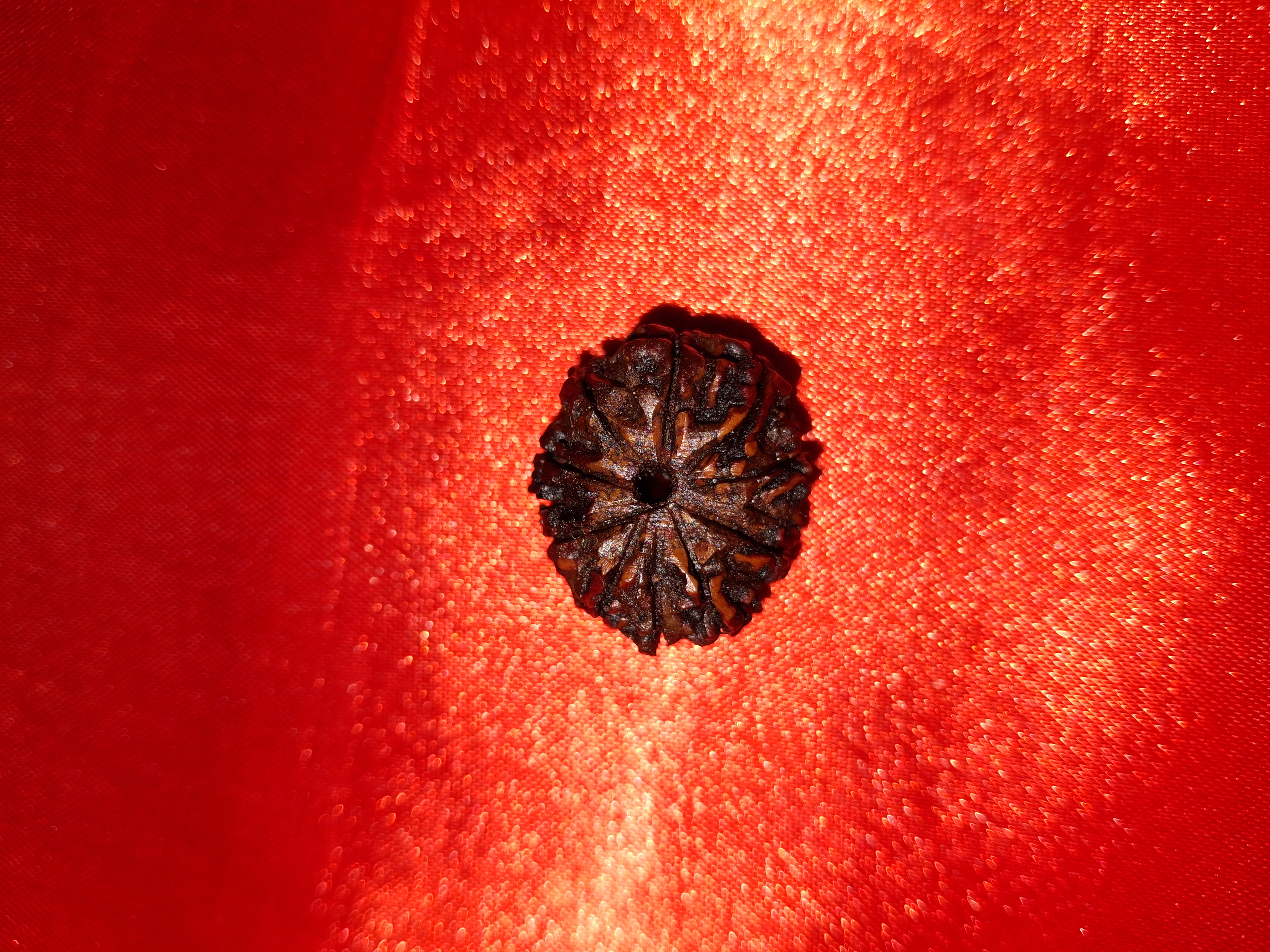 1 Mukhi Rudraksha