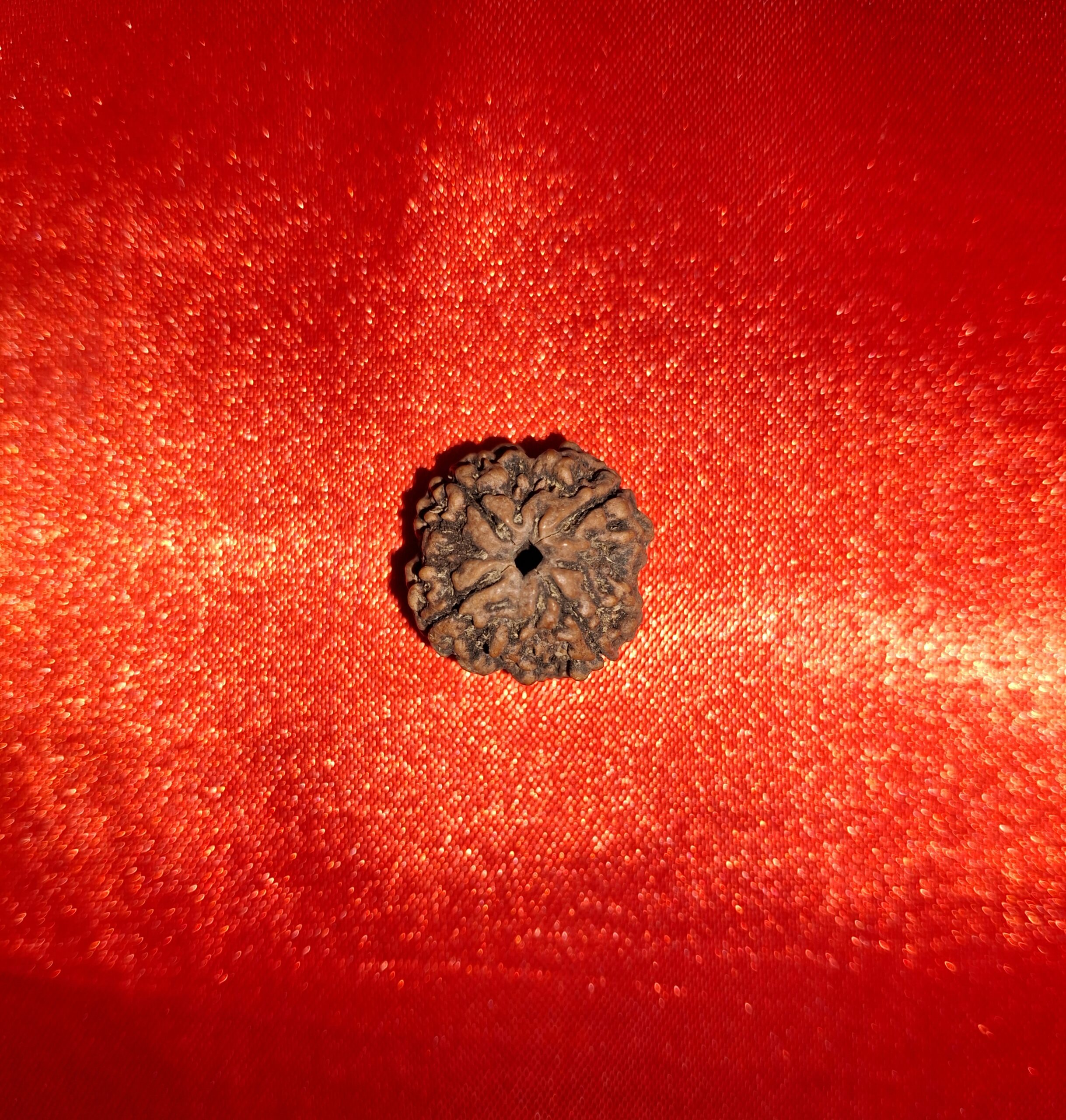 1 Mukhi Rudraksha