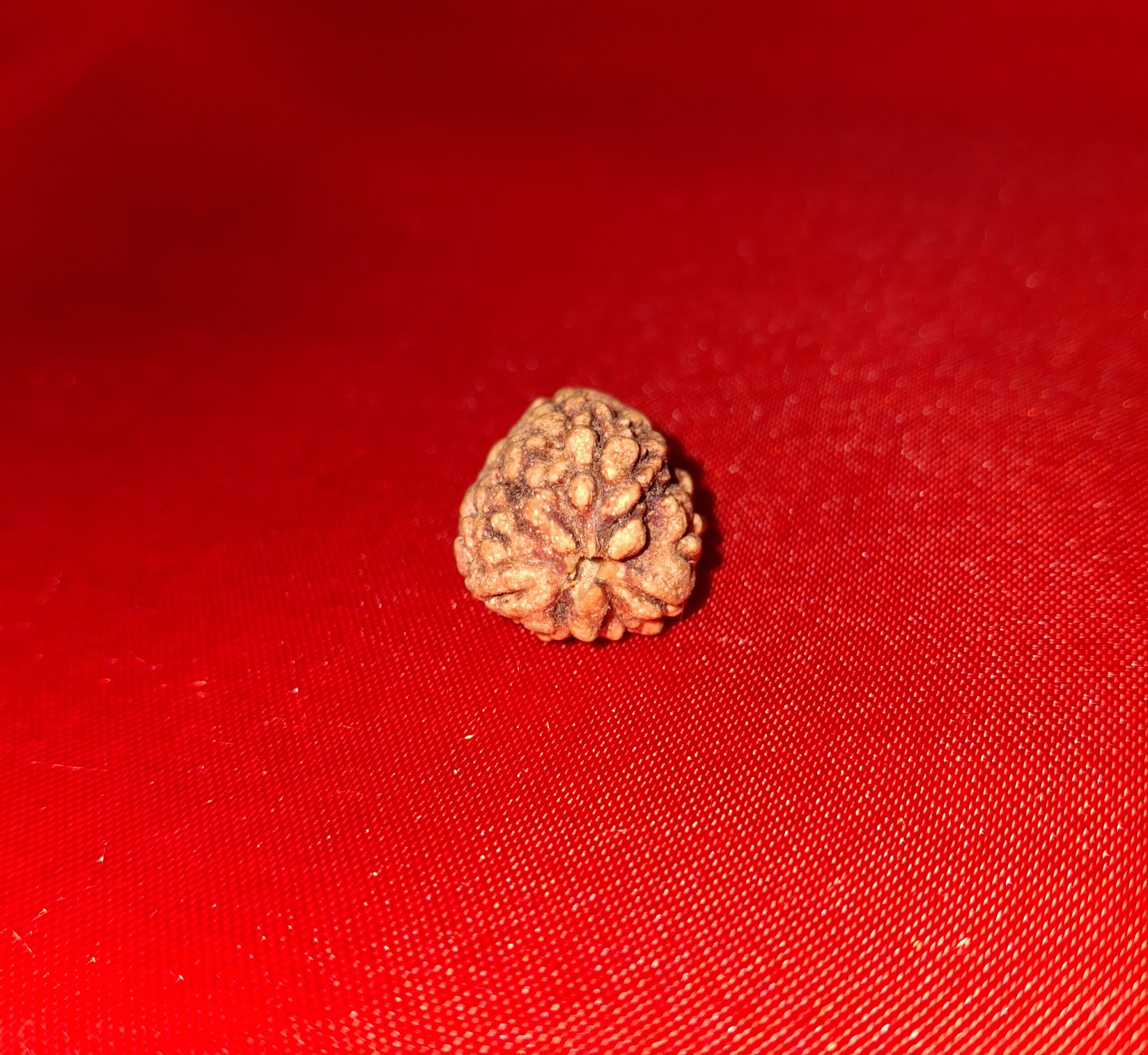  Mukhi Rudraksha