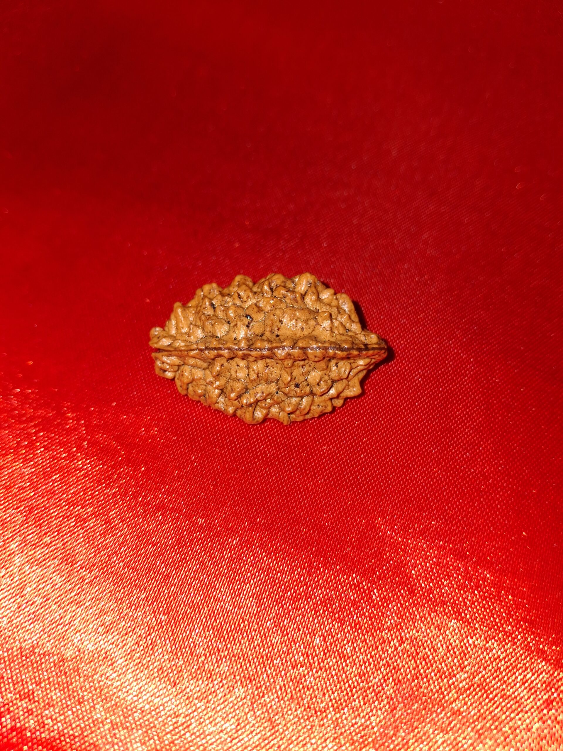 1 Mukhi Rudraksha