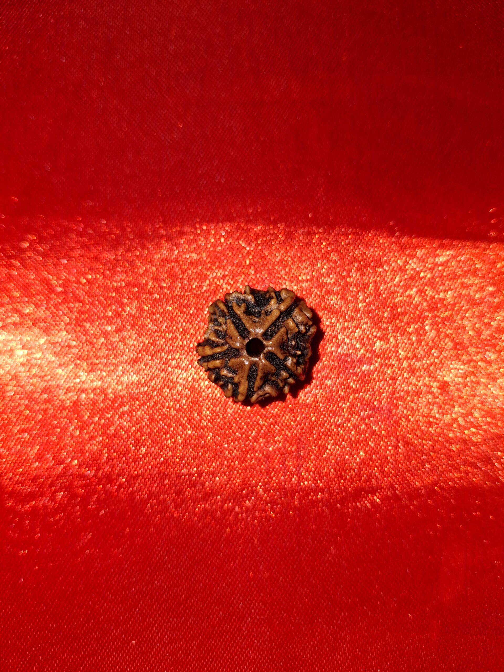 1 Mukhi Rudraksha