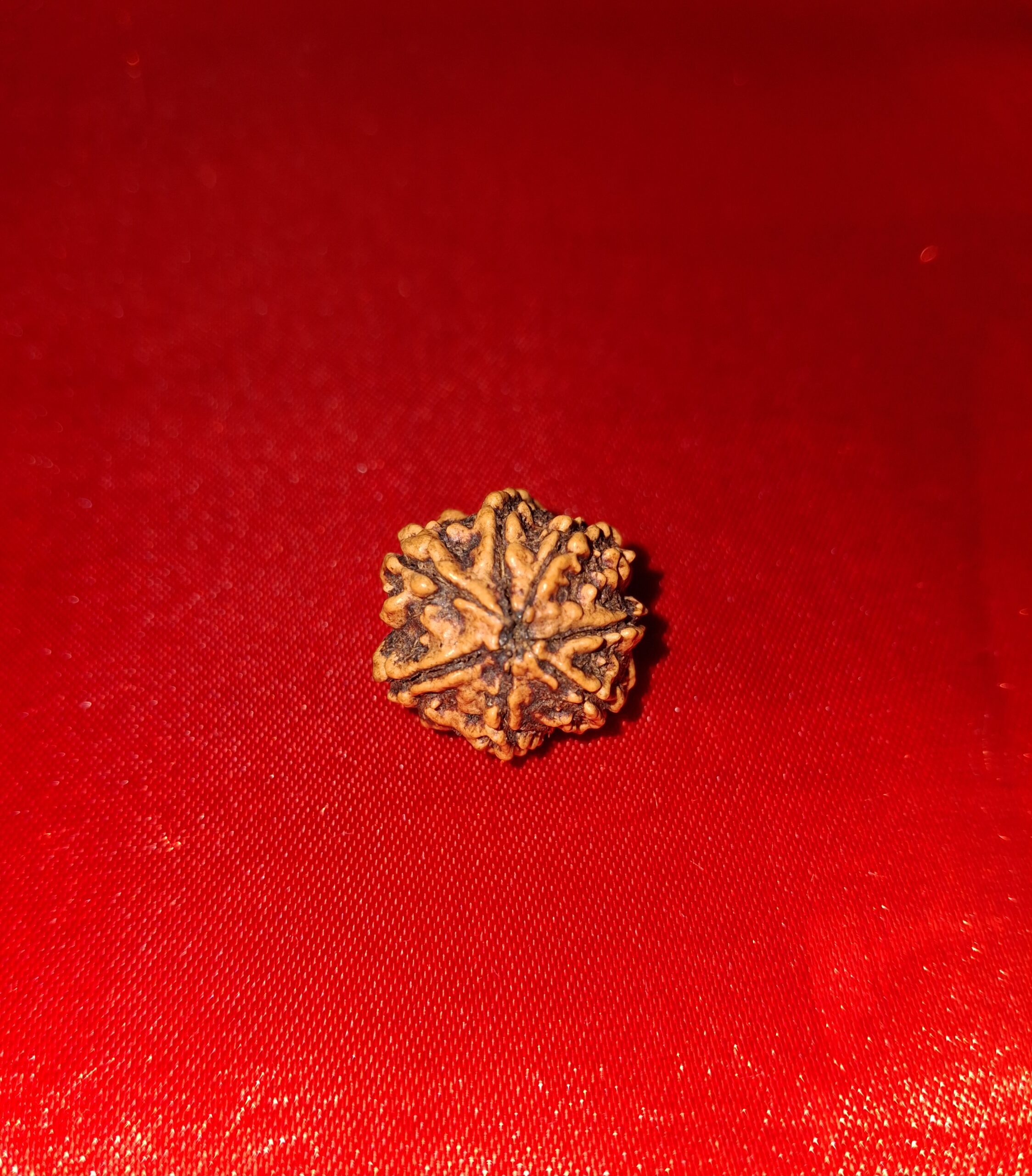 1 Mukhi Rudraksha